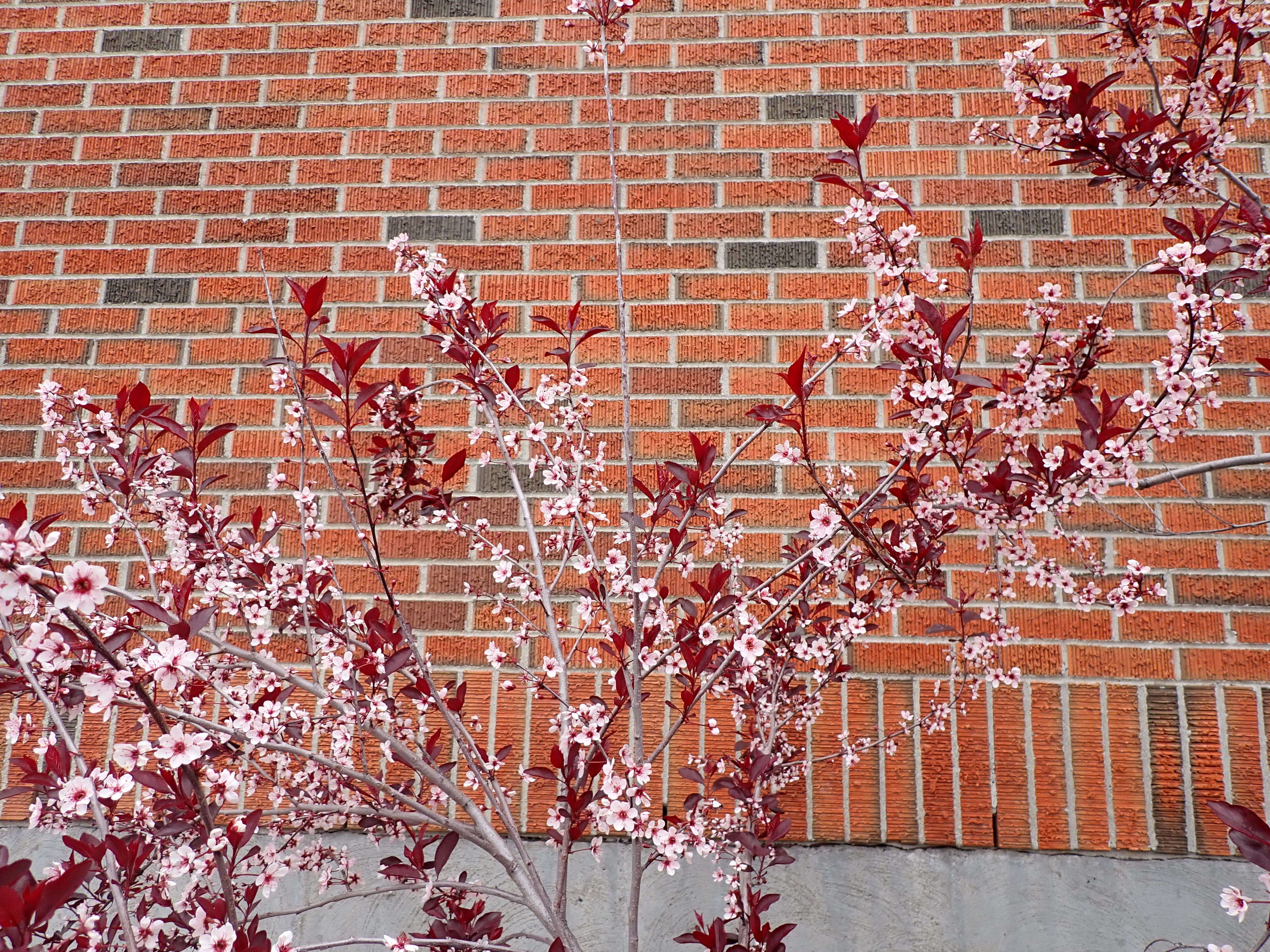 Image of Prunus × cistena