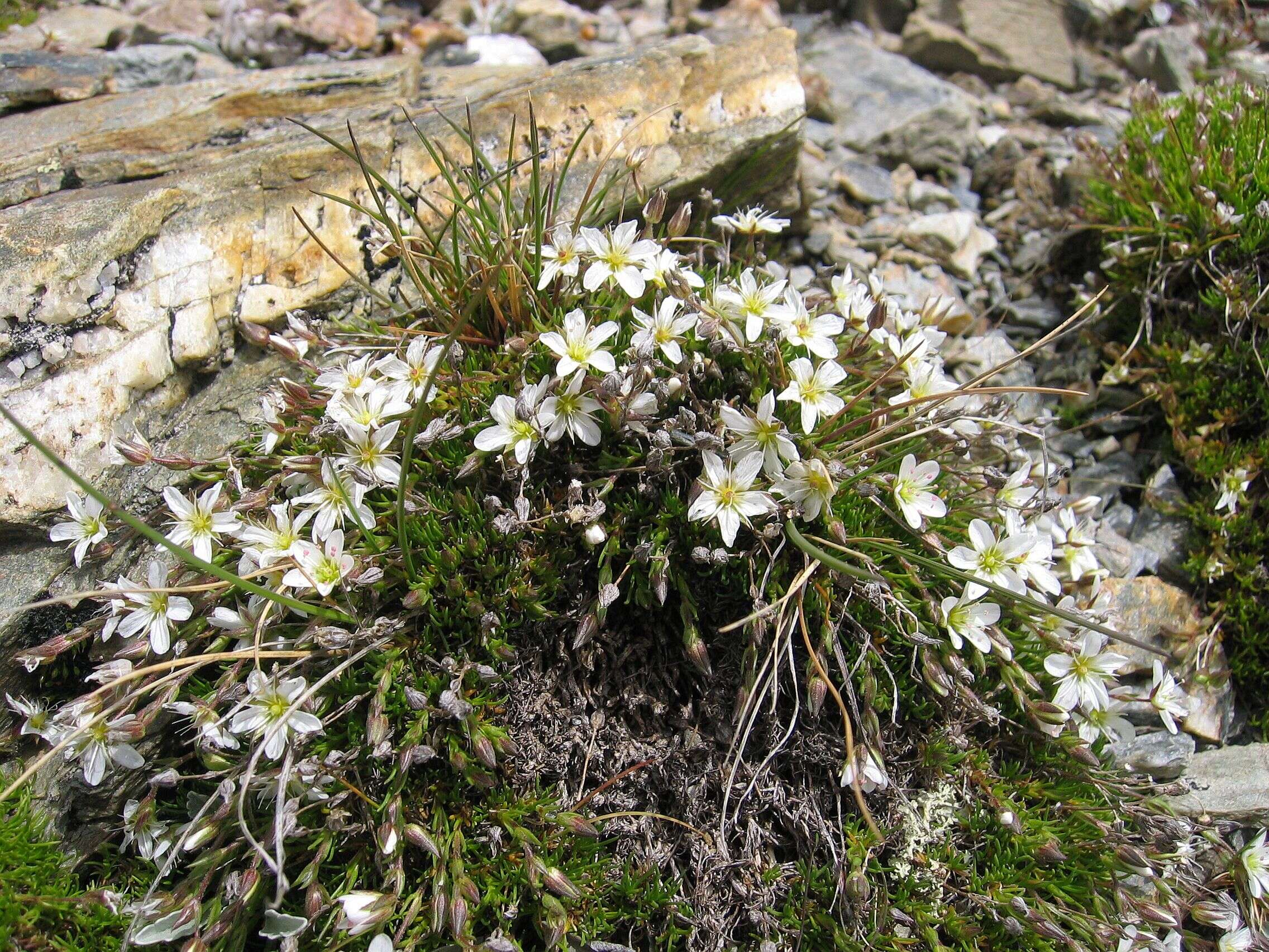 Image of Sabulina verna subsp. verna