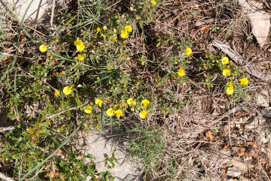 Image of annual vetchling