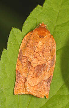 Image of Spotted Fireworm Moth