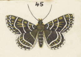 Image of Dasyuris leucobathra Meyrick 1910