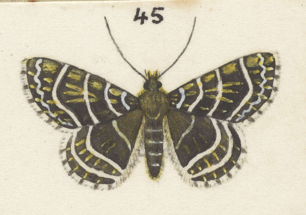 Слика од Dasyuris leucobathra Meyrick 1910