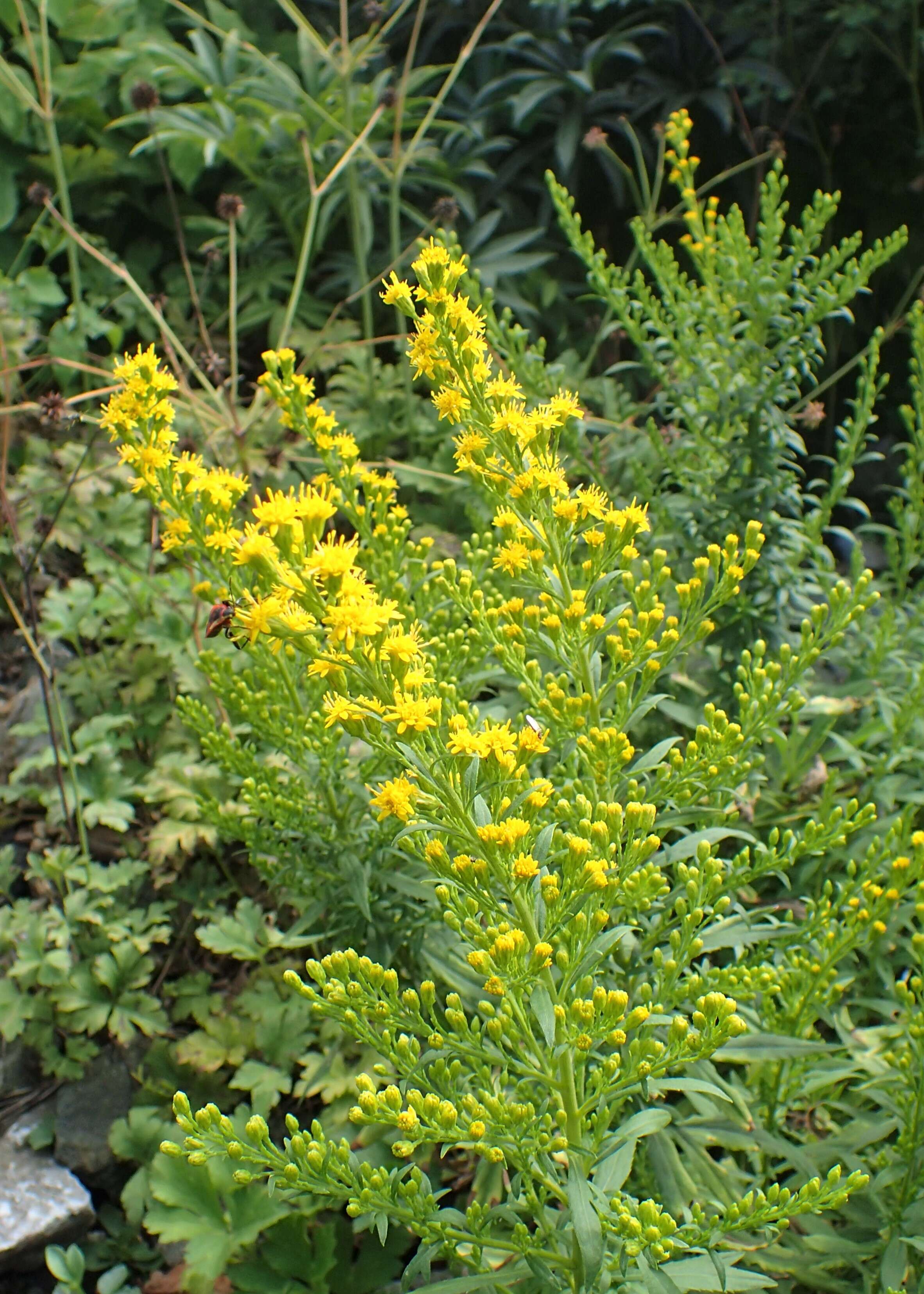 Image of Cutler's alpine goldenrod