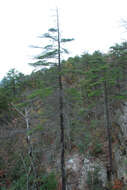 Image of Carolina Hemlock