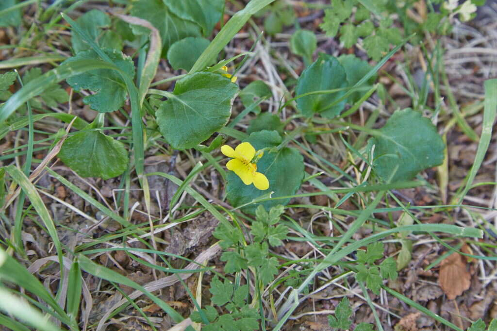 Image of Chilean yellow violet