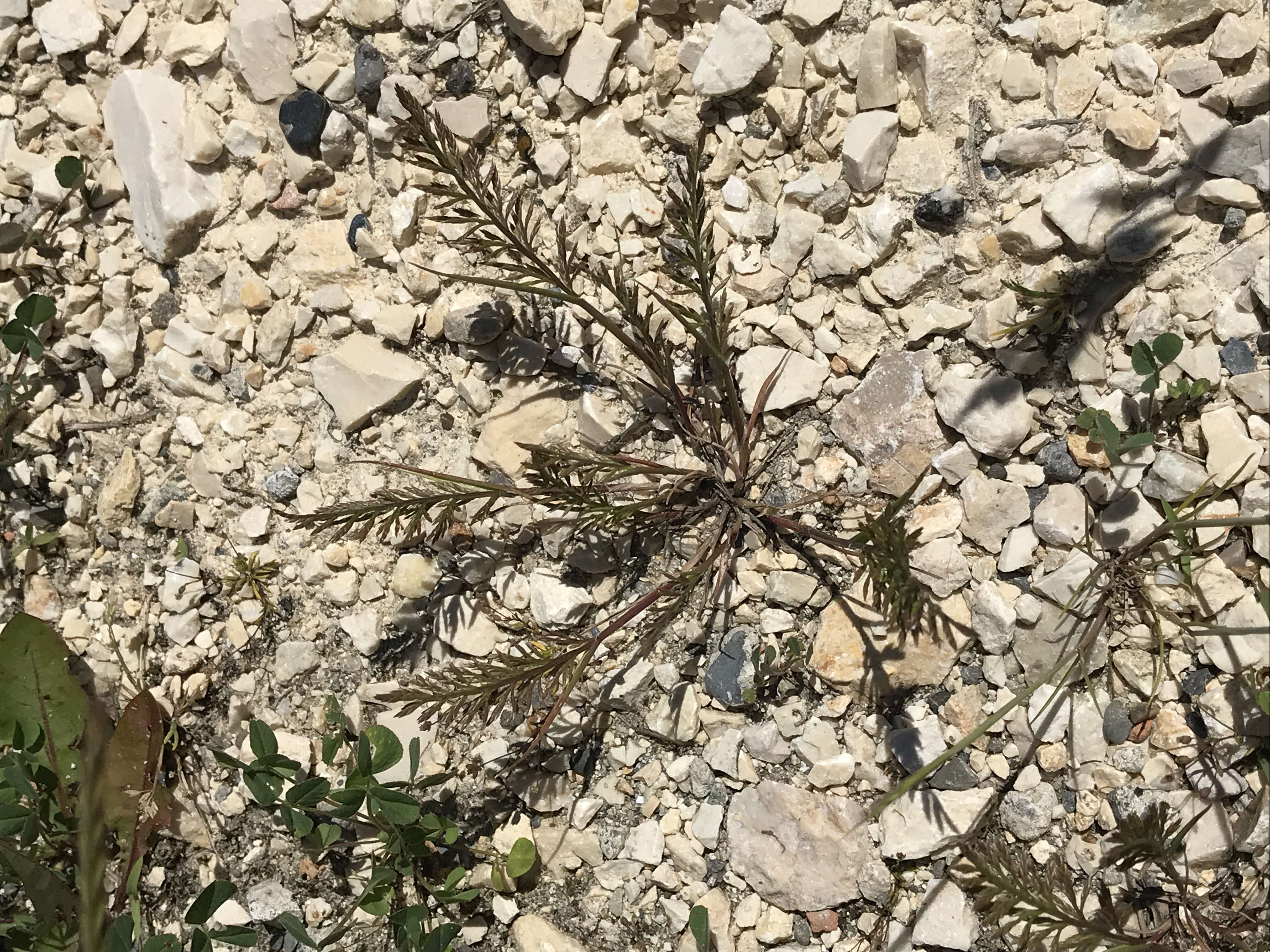 Слика од Catapodium rigidum (L.) C. E. Hubb.