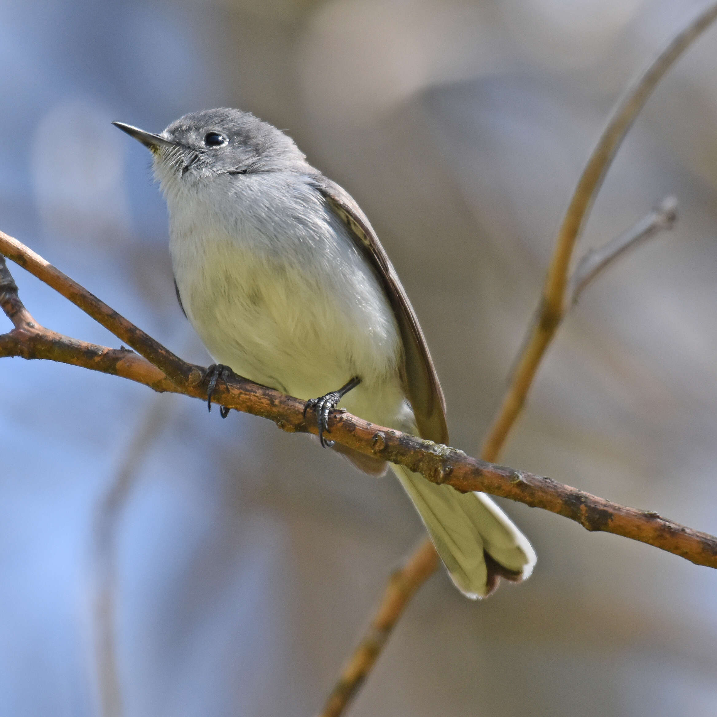 Image of Golden-crowned Kinglet