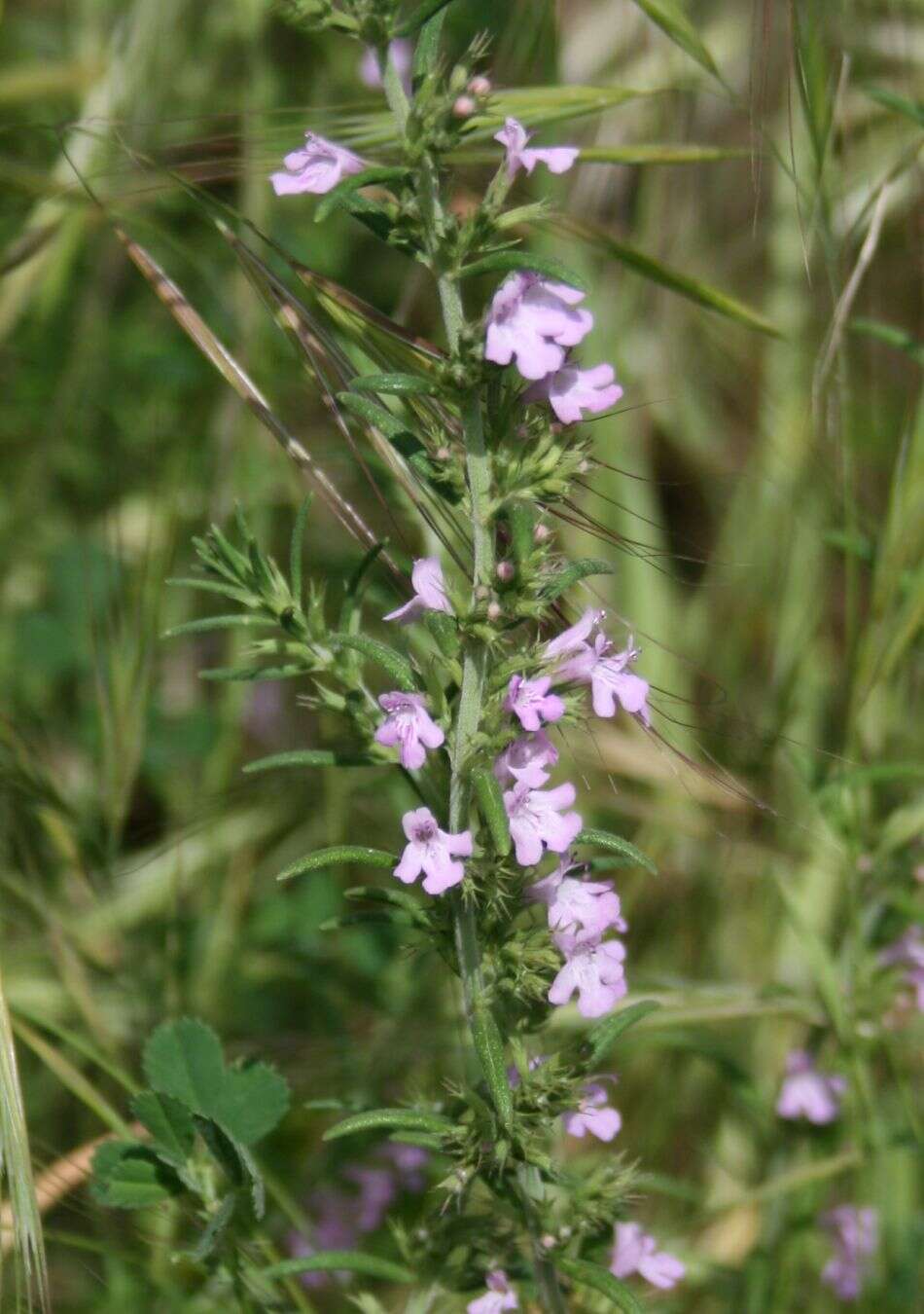 Image of Micromeria graeca (L.) Benth. ex Rchb.