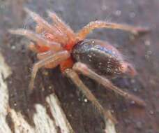 Image of Agelena labyrinthica (Clerck 1757)