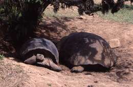 Image of Alcedo Volcano giant tortoise