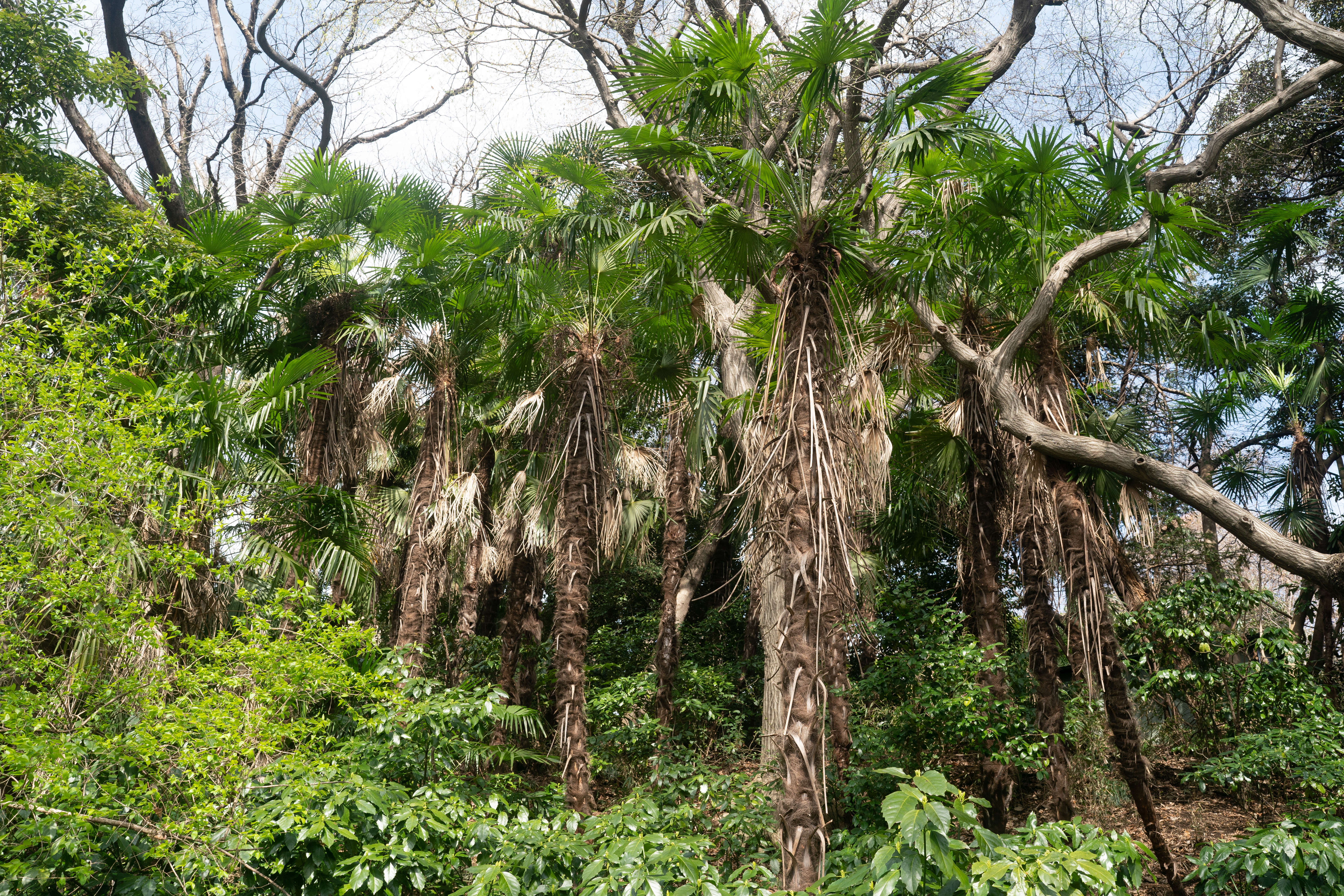 Trachycarpus resmi