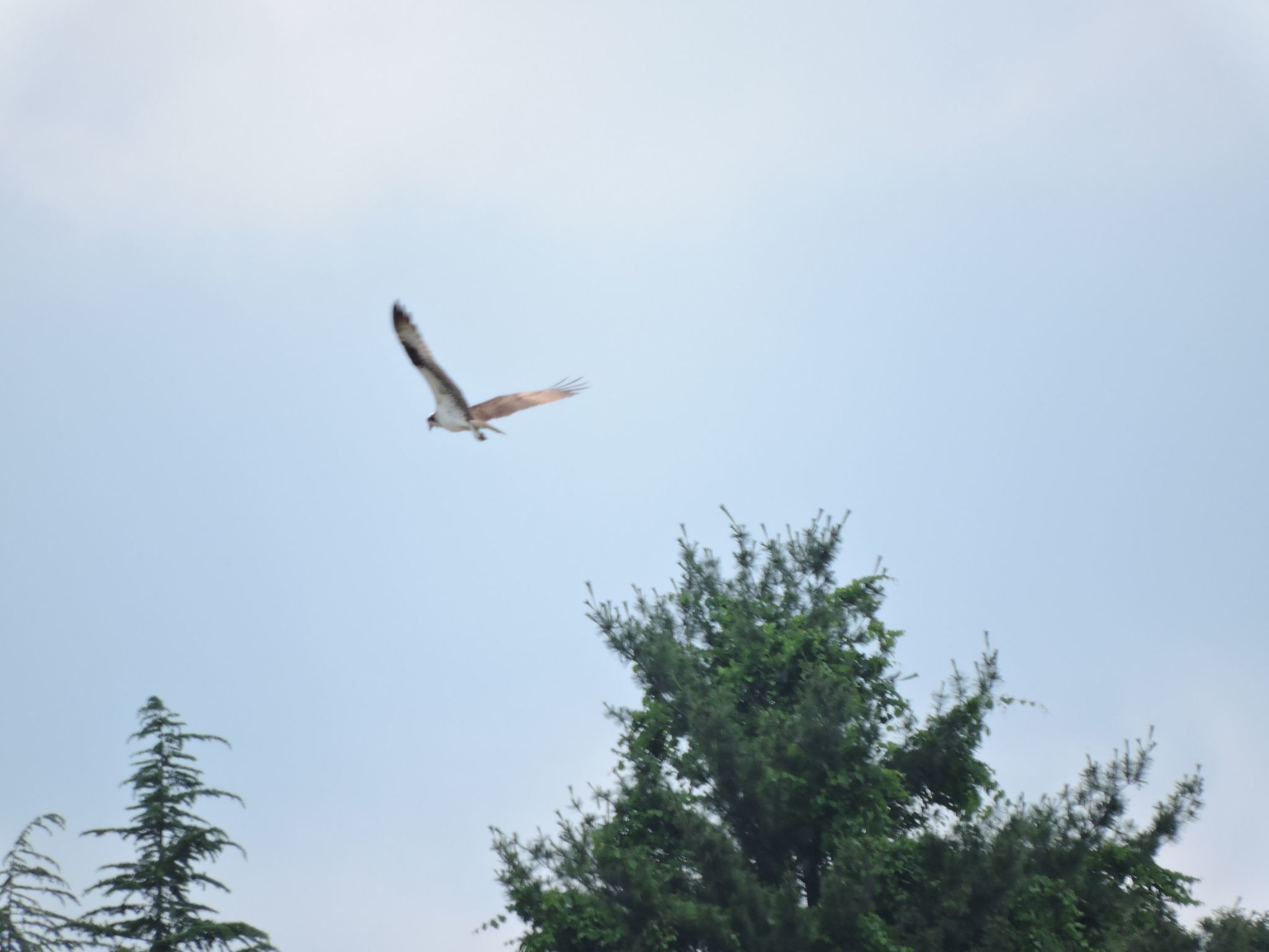 Image of Western Osprey