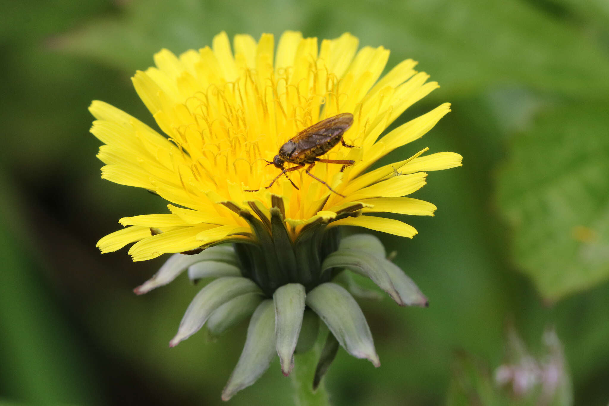 Image of Empis opaca Meigen 1804