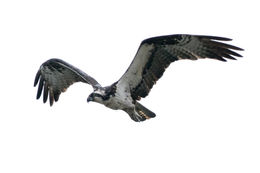 Image of Western Osprey