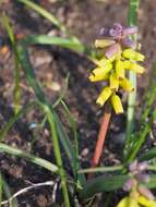 Image of Muscari macrocarpum Sweet