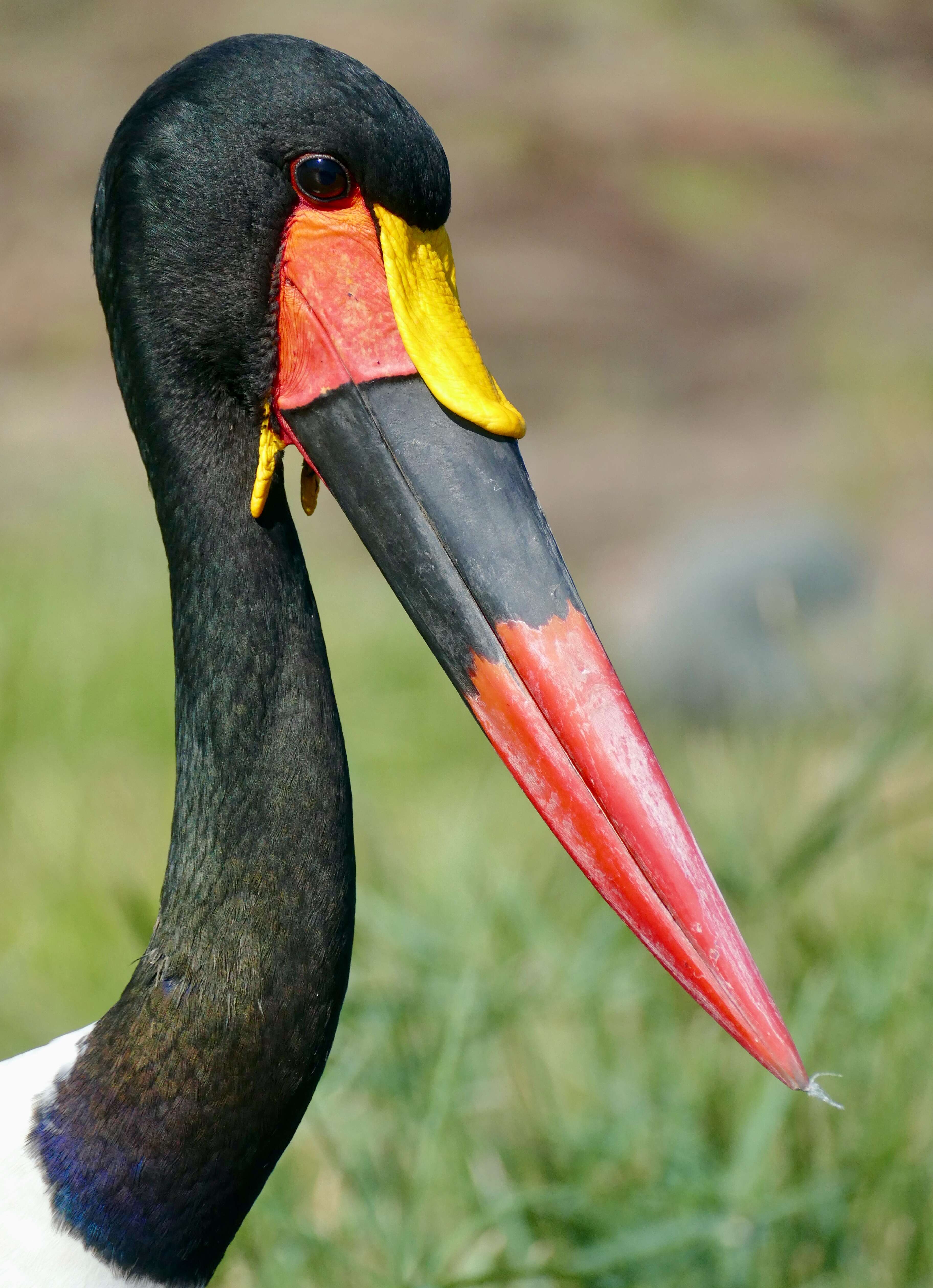 Image of Saddle-billed Stork