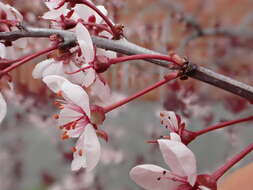 Image of Prunus × cistena