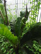 Imagem de Anthurium coriaceum G. Don