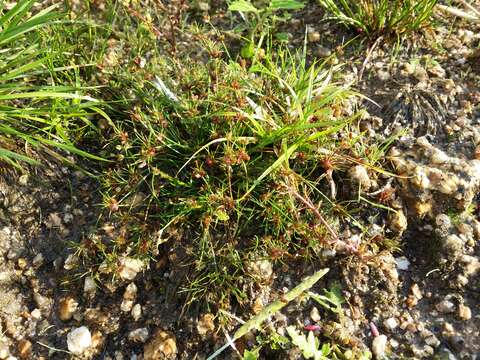 Juncus bulbosus L.的圖片