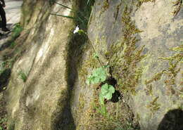 Image of Meadow Saxifrage