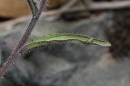 Image of harsh Indian paintbrush