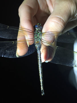 18.https www inaturalist org photos 3987943.580x360