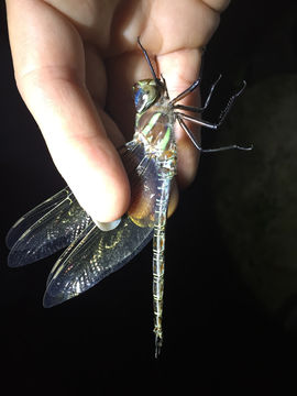 18.https www inaturalist org photos 3987944.580x360