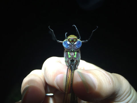 18.https www inaturalist org photos 3987948.580x360