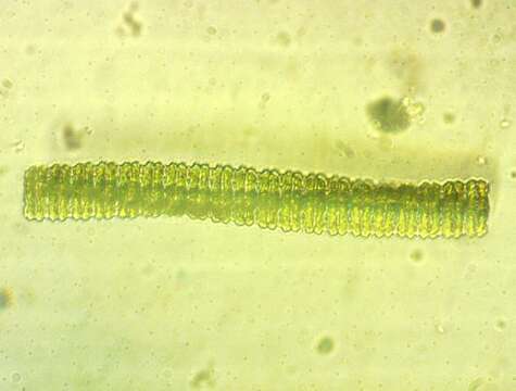 Image of Desmidium C. Agardh ex Ralfs 1848