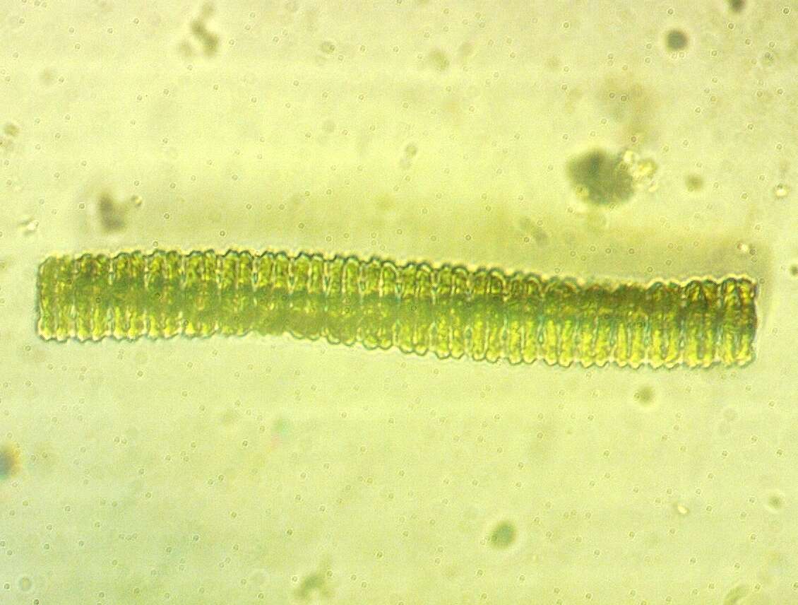 Image de Desmidium C. Agardh ex Ralfs 1848