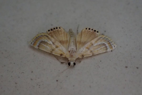 Image of <i>Cataclysta angulata</i> Moore 1886