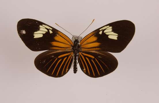 Image of Heliconius aoede Hübner 1816