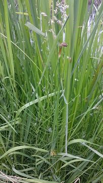 Image of <i>Equisetum palustre</i>