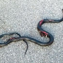 Image of Western whip snake