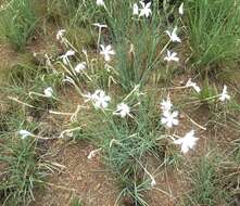 Image of Dianthus mooiensis F. N. Williams