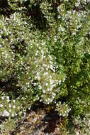 Image of Lesser calamint