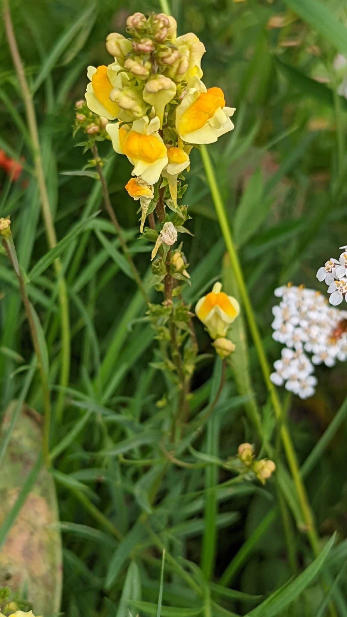 Image of Common Toadflax