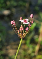 Image of <i>Butomus umbellatus</i>