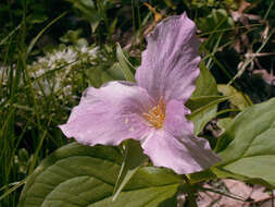 Imagem de Trillium grandiflorum (Michx.) Salisb.