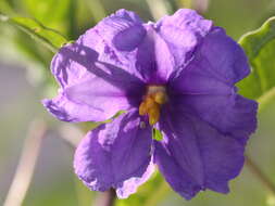 Image of Large Kangaroo Apple