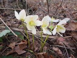 Image of black hellebore