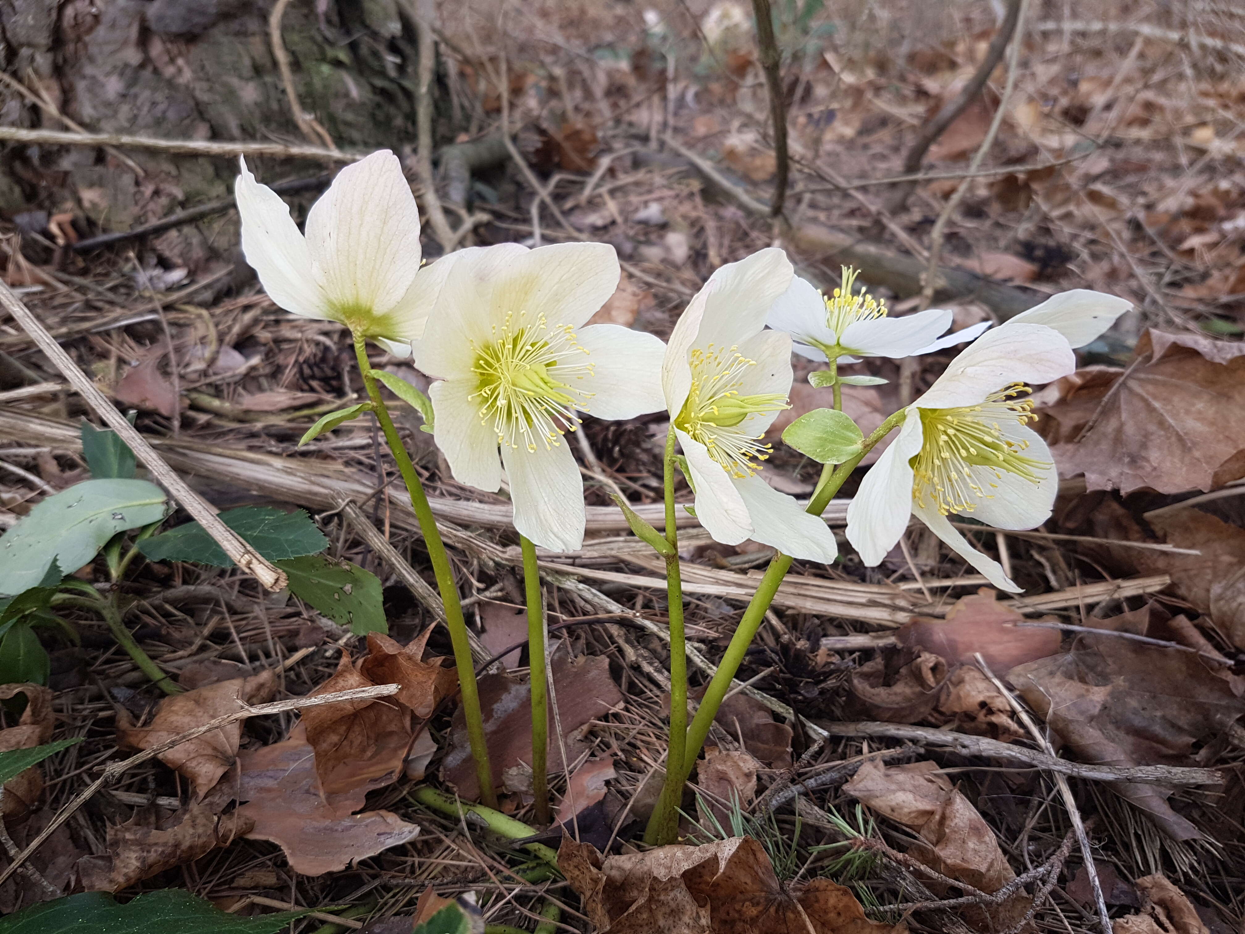 Image of black hellebore