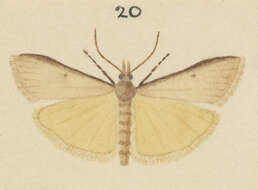 Image of Scoparia apheles Meyrick