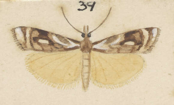 Image of Orocrambus vulgaris Butler 1877