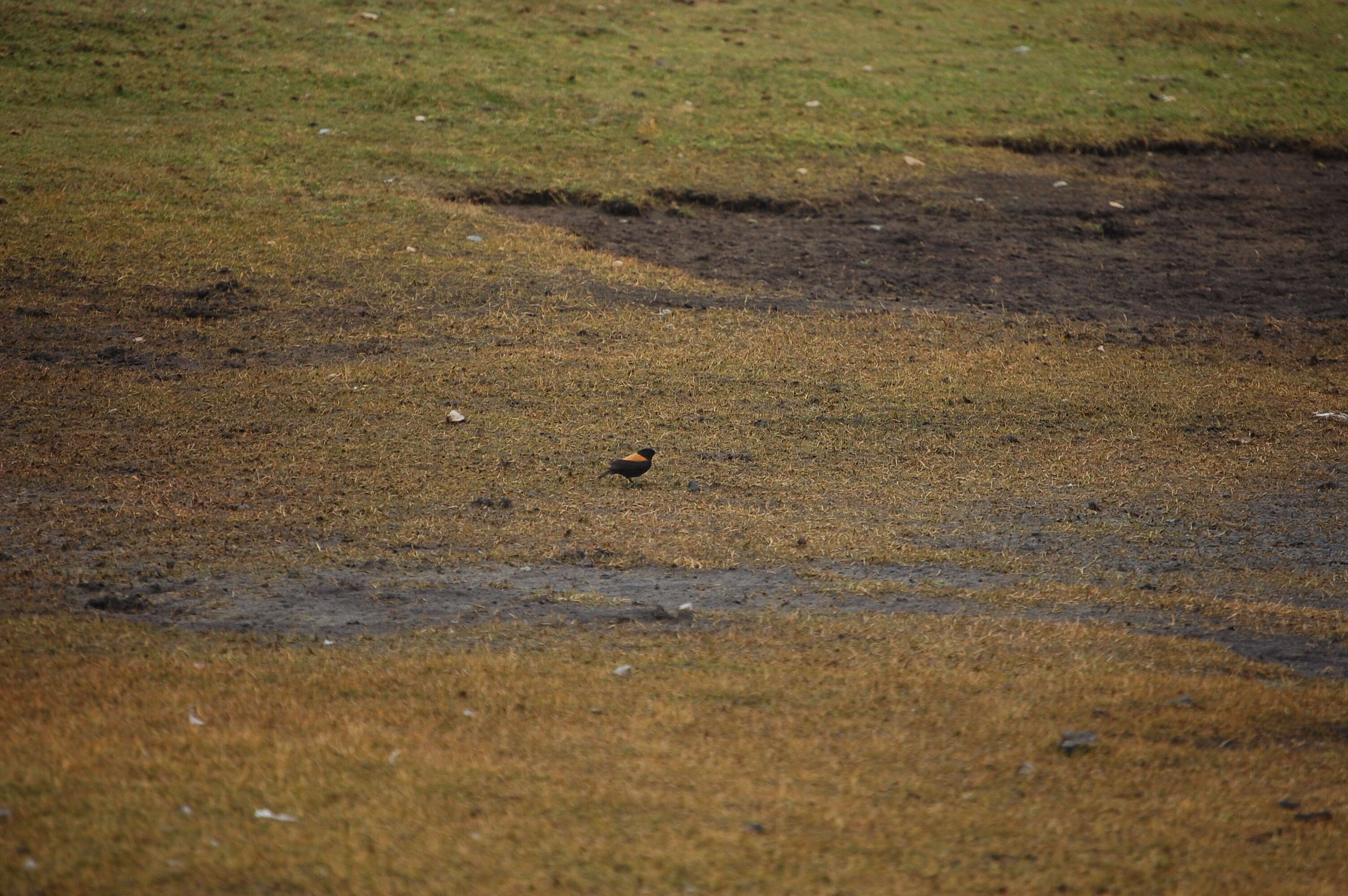 Image of Andean Negrito