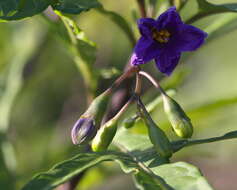 Image of Large Kangaroo Apple