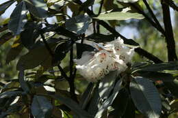 Image of Rhododendron grande Wight