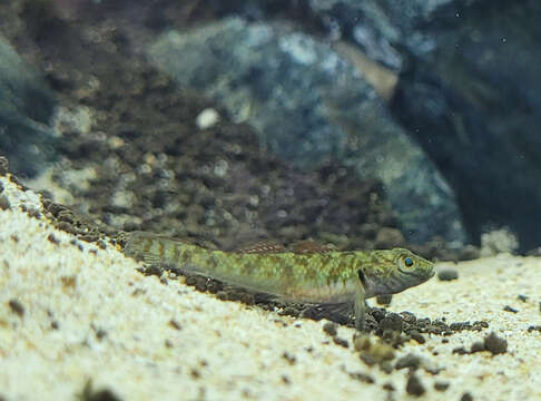 Image of Rhinogobius