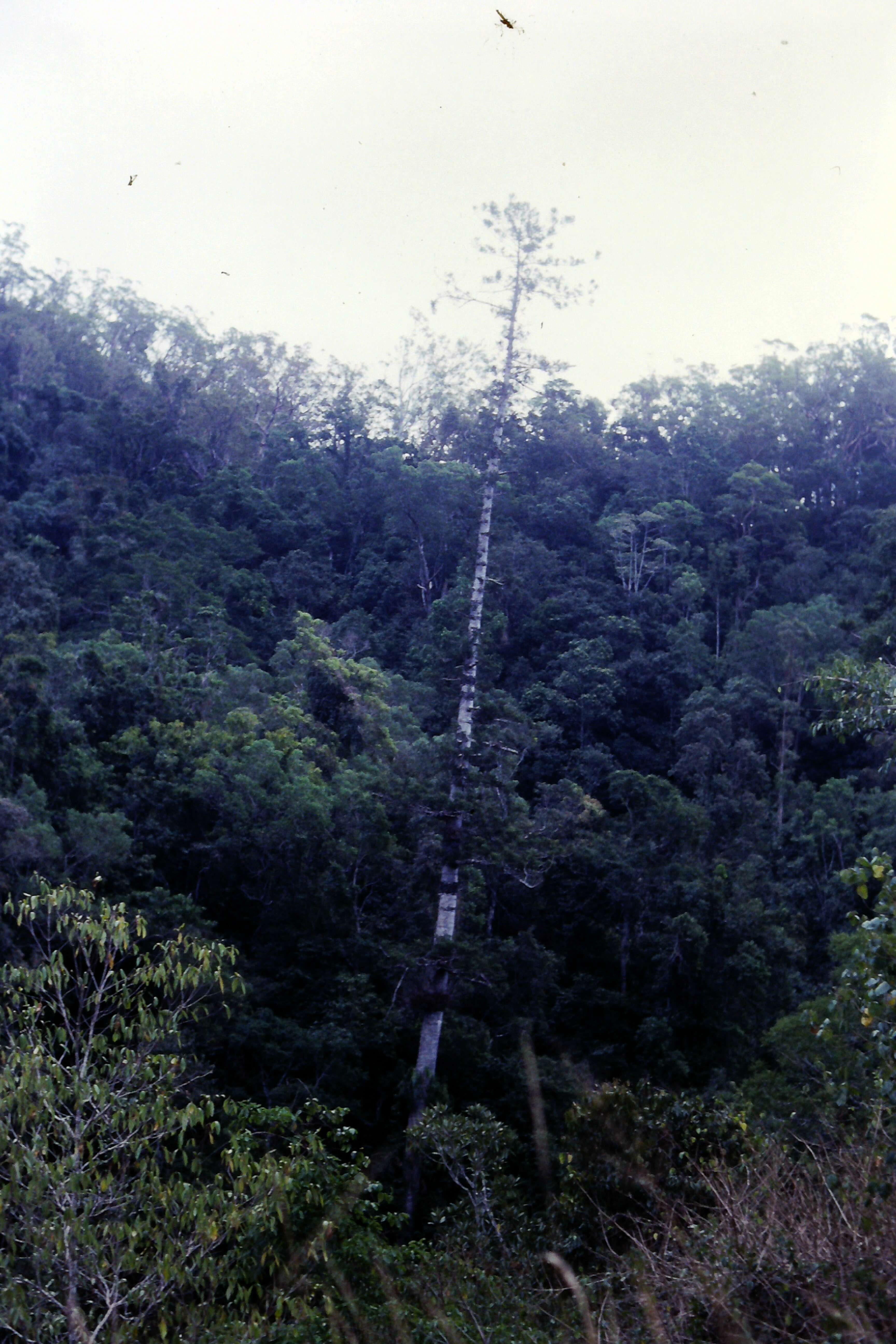 Image of Colonial Pine