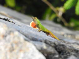 Image de Anolis distichus Cope 1861